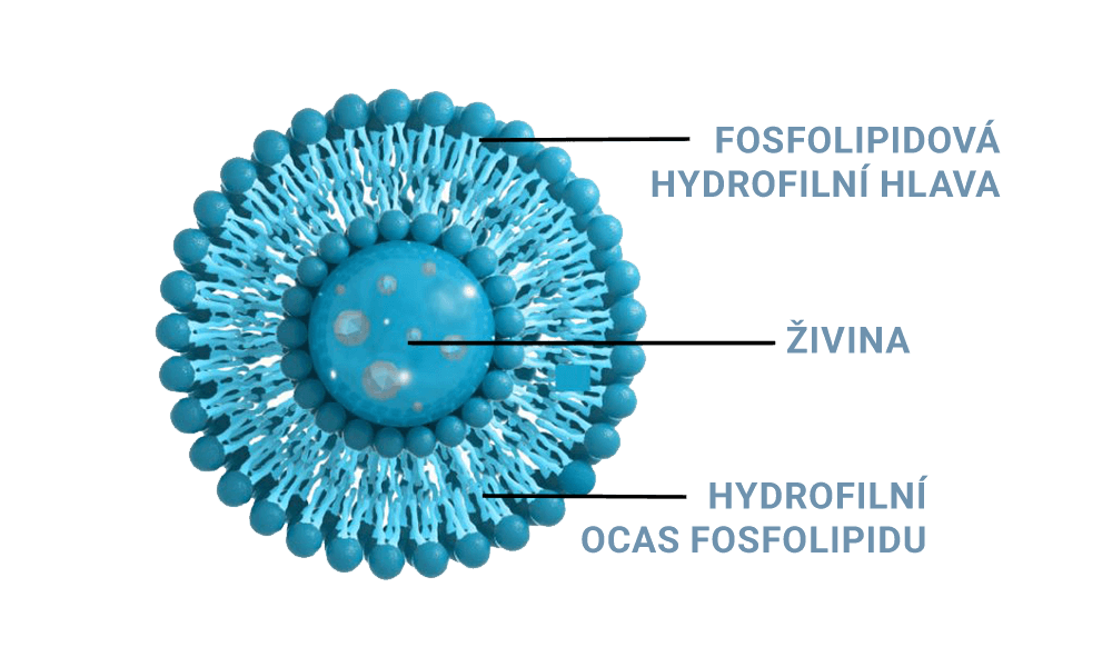 Co je lipozomální - Czech Virus